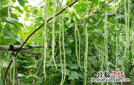 豆角歇伏防治措施有哪些 豆角歇伏防治措施