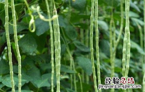 豆角歇伏防治措施有哪些 豆角歇伏防治措施