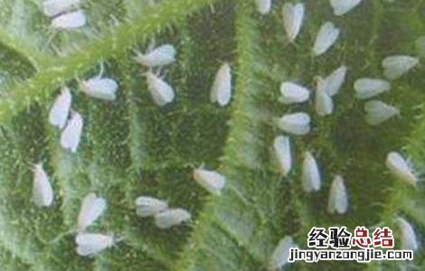 黄瓜白粉虱的防治方法 黄瓜生白粉虱怎么办