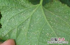 黄瓜白粉虱的防治方法 黄瓜生白粉虱怎么办