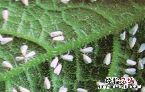 黄瓜白粉虱的防治方法 黄瓜生白粉虱怎么办