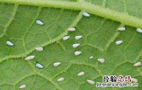 黄瓜白粉虱的防治方法 黄瓜生白粉虱怎么办