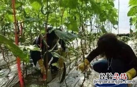 冬季蔬菜药剂灌根方法和注意事项 冬季蔬菜药剂灌根方法和注意事项图片