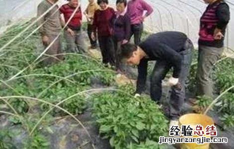 冬季蔬菜药剂灌根方法和注意事项 冬季蔬菜药剂灌根方法和注意事项图片