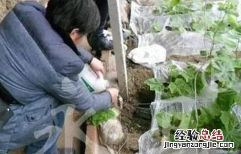 冬季蔬菜药剂灌根方法和注意事项 冬季蔬菜药剂灌根方法和注意事项图片