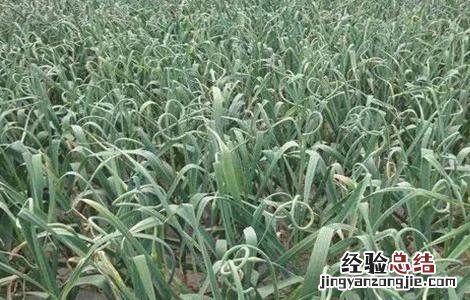 大蒜重茬有没有什么方法预防 如何防治大蒜重茬