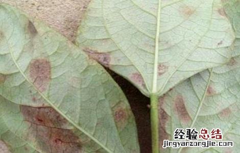 豆角煤霉病的防治方法视频 豆角煤霉病的防治方法