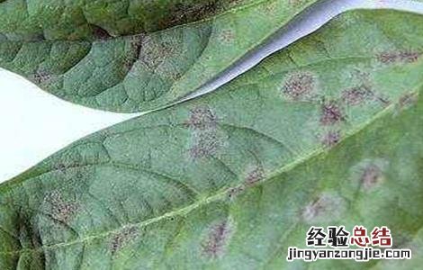豆角煤霉病的防治方法视频 豆角煤霉病的防治方法