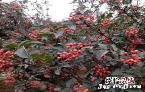 花椒树越冬管理要点 花椒树的冬季管理