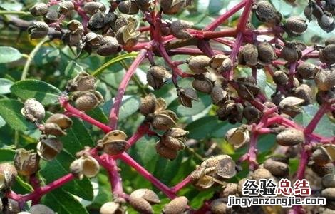 花椒树越冬管理要点 花椒树的冬季管理