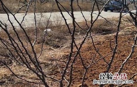 花椒树越冬管理要点 花椒树的冬季管理