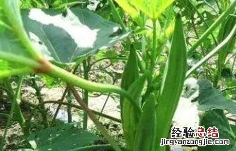 秋葵种植注意事项和禁忌 秋葵种植注意事项
