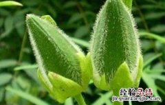 秋葵种植注意事项和禁忌 秋葵种植注意事项