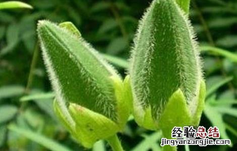 秋葵种植注意事项和禁忌 秋葵种植注意事项
