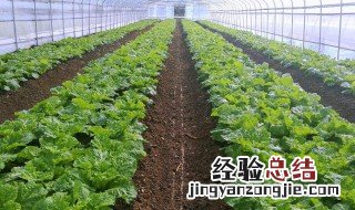夏天能够使用大棚种植蔬菜吗视频 夏天能够使用大棚种植蔬菜吗
