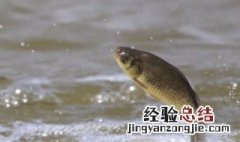 五月钓鲫鱼用什么饵料 五月钓鲫鱼用什么饵料最好