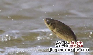 五月钓鲫鱼用什么饵料 五月钓鲫鱼用什么饵料最好