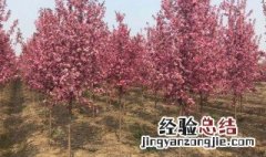 白兰地海棠的养殖方法视频 白兰地海棠的养殖方法