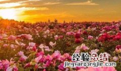 海棠烂根怎么救治 海棠烂根怎么救