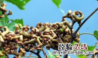 拐枣栽培 北方怎么养拐枣子