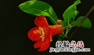 石榴花的四季养护方法 石榴花夏季如何养护