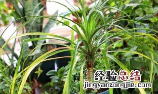 对兰怎么养家庭养法 对兰怎么养