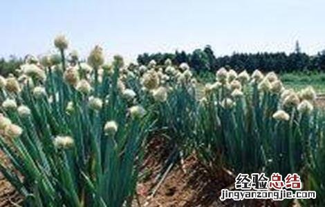 大葱葱白短的解决方法 大葱咋样让葱白长的长