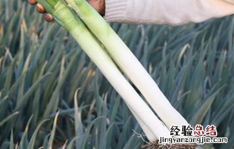 大葱葱白短的解决方法 大葱咋样让葱白长的长