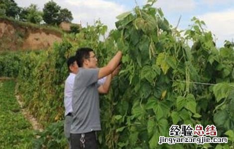 豆角采收期落叶原因及防治方法 豆角采收期多长时间