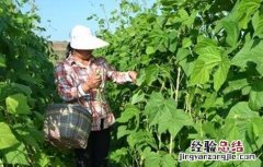 豆角采收期落叶原因及防治方法 豆角采收期多长时间