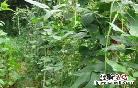 豆角采收期落叶原因及防治方法 豆角采收期多长时间