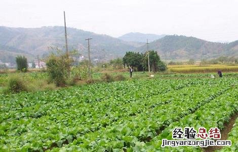 怎样提高蔬菜根系发达 蔬菜如何促深根增产
