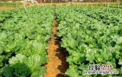 怎样提高蔬菜根系发达 蔬菜如何促深根增产