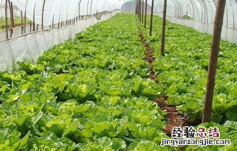 怎样提高蔬菜根系发达 蔬菜如何促深根增产