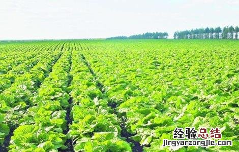 怎样提高蔬菜根系发达 蔬菜如何促深根增产