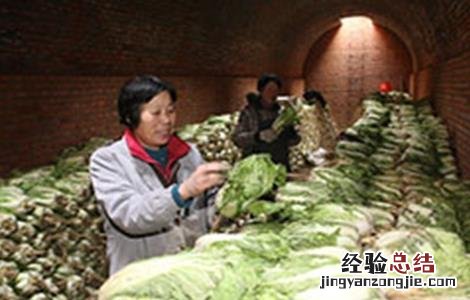 大白菜冬季窖藏管理方法有哪些 大白菜冬季窖藏管理方法