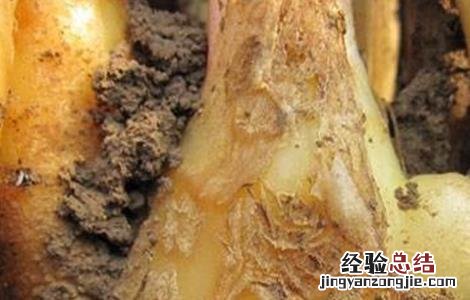 花皮姜图片 生姜花皮是什么原因