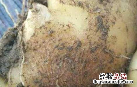 花皮姜图片 生姜花皮是什么原因