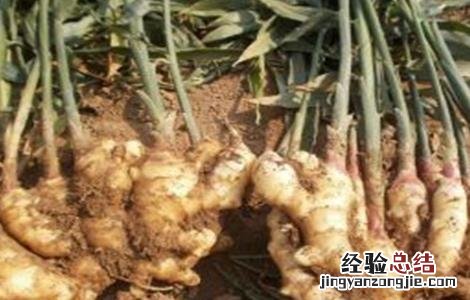 花皮姜图片 生姜花皮是什么原因