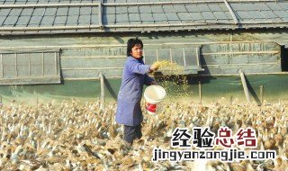 鸭子晚上要喂食吗视频 鸭子晚上要喂食吗
