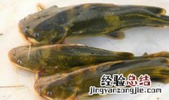 嘎鱼在鱼缸里能养活吗 嘎鱼可以养殖吗