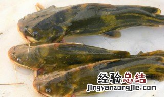 嘎鱼在鱼缸里能养活吗 嘎鱼可以养殖吗