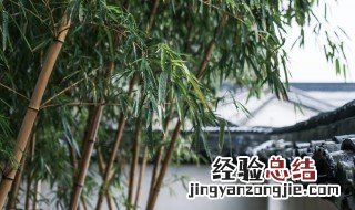 庭院竹子怎么养才能更旺盛 庭院竹子的管理