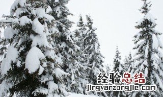 为什么松柏四季常青? 为什么松柏四季长青