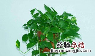 用啤酒浇绿萝有什么好处 用啤酒浇绿萝怎么配比