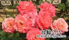 户外月季花怎么养殖 户外月季花怎么养殖视频