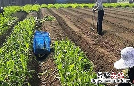 榨菜移栽要求 榨菜移栽技术和留种要点