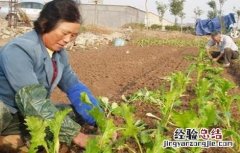 榨菜移栽要求 榨菜移栽技术和留种要点