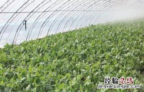 萝卜摘叶好处和方法 萝卜生长过程中需要摘叶子吗