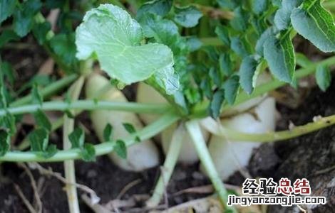 萝卜摘叶好处和方法 萝卜生长过程中需要摘叶子吗